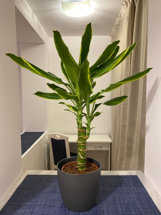 Take Pro Timisoara Apartment Kültér fotó